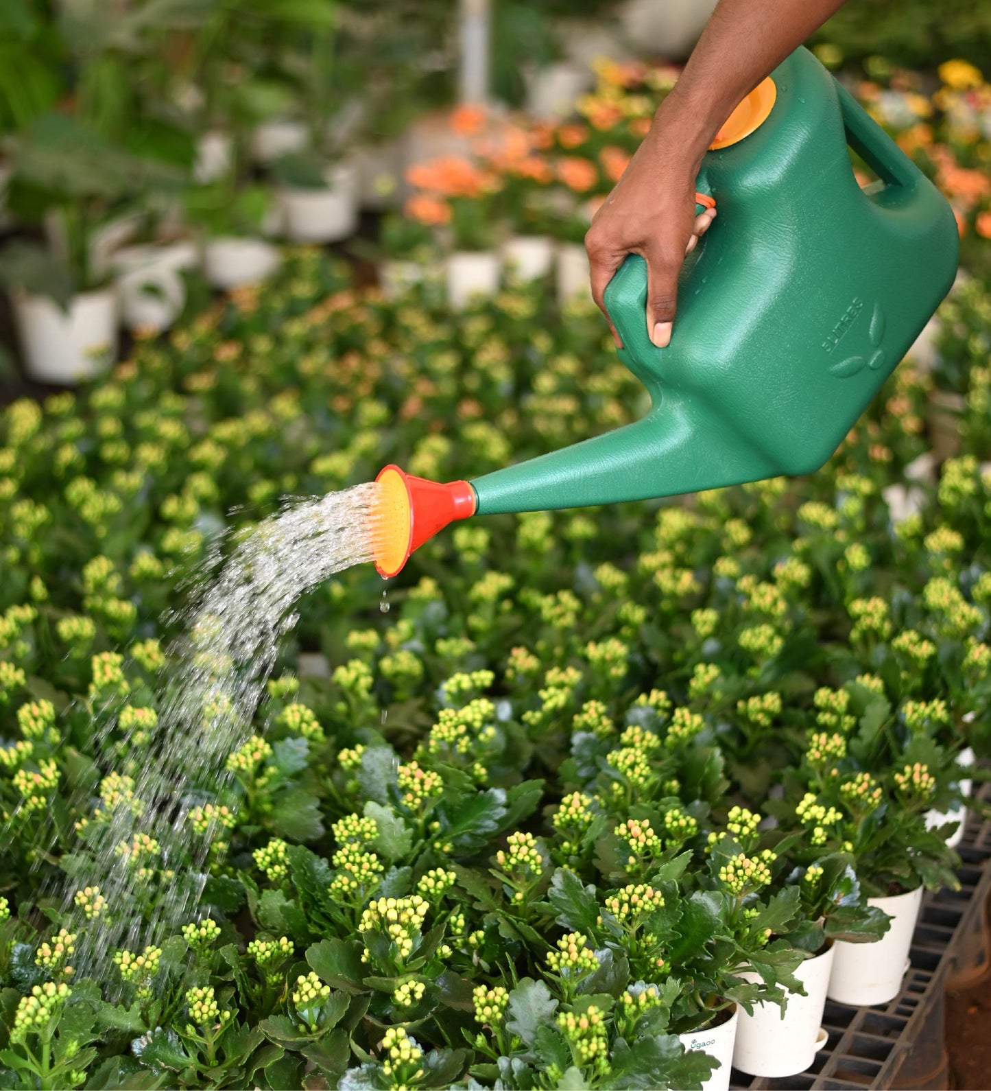Gardeners Watering Can 5 Litre