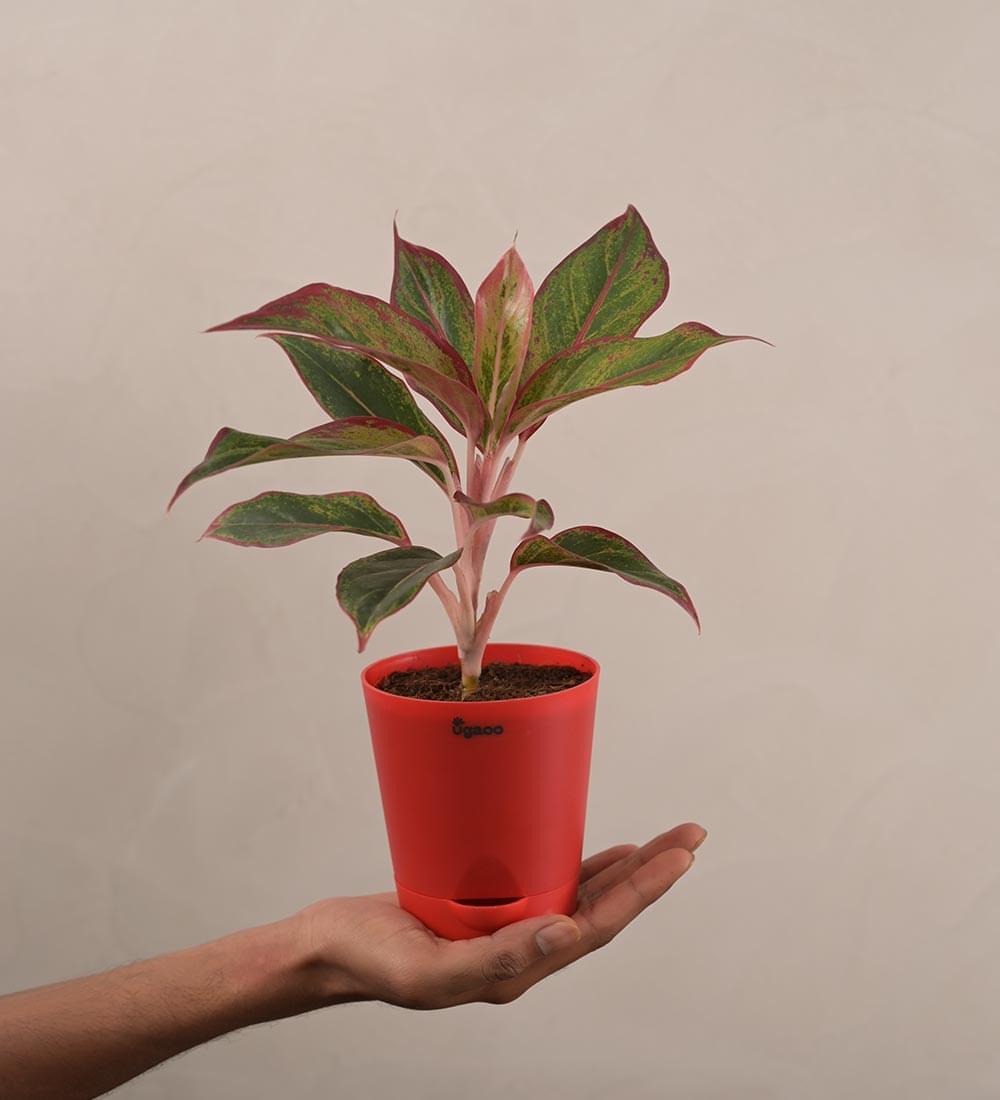 Aglaonema Red Plant - Small Gift Hamper