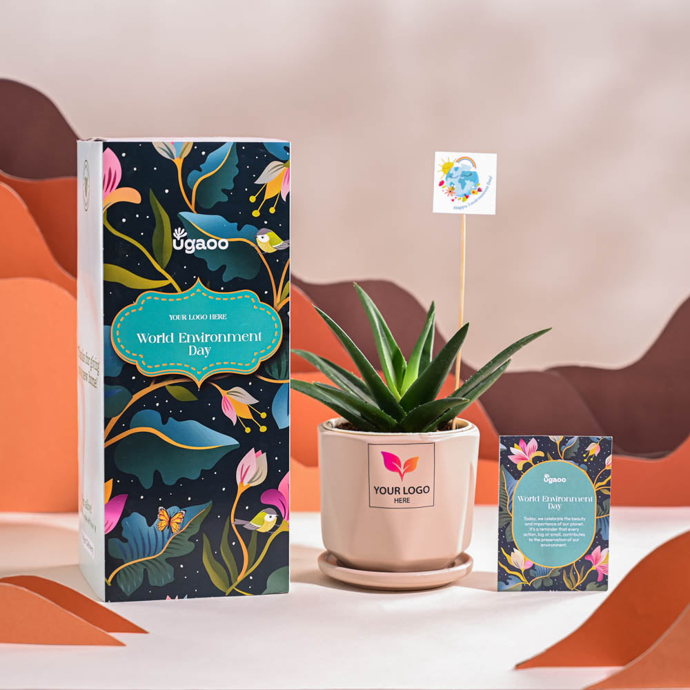 Aloe Vera Green Mini Plant For Environment Day Gifting