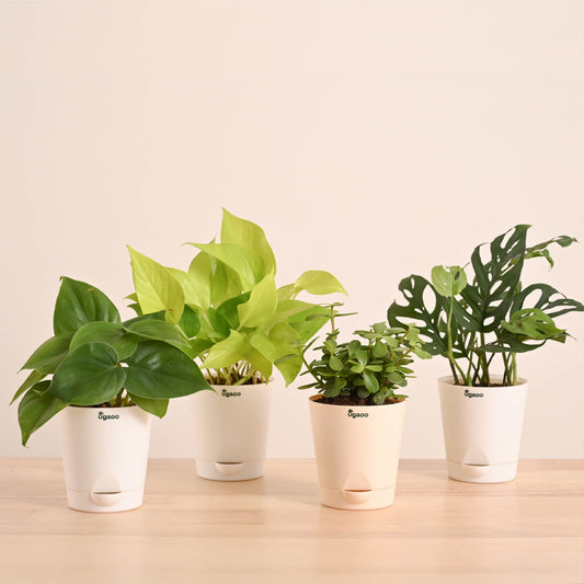 Indoor Plants Starter Pack