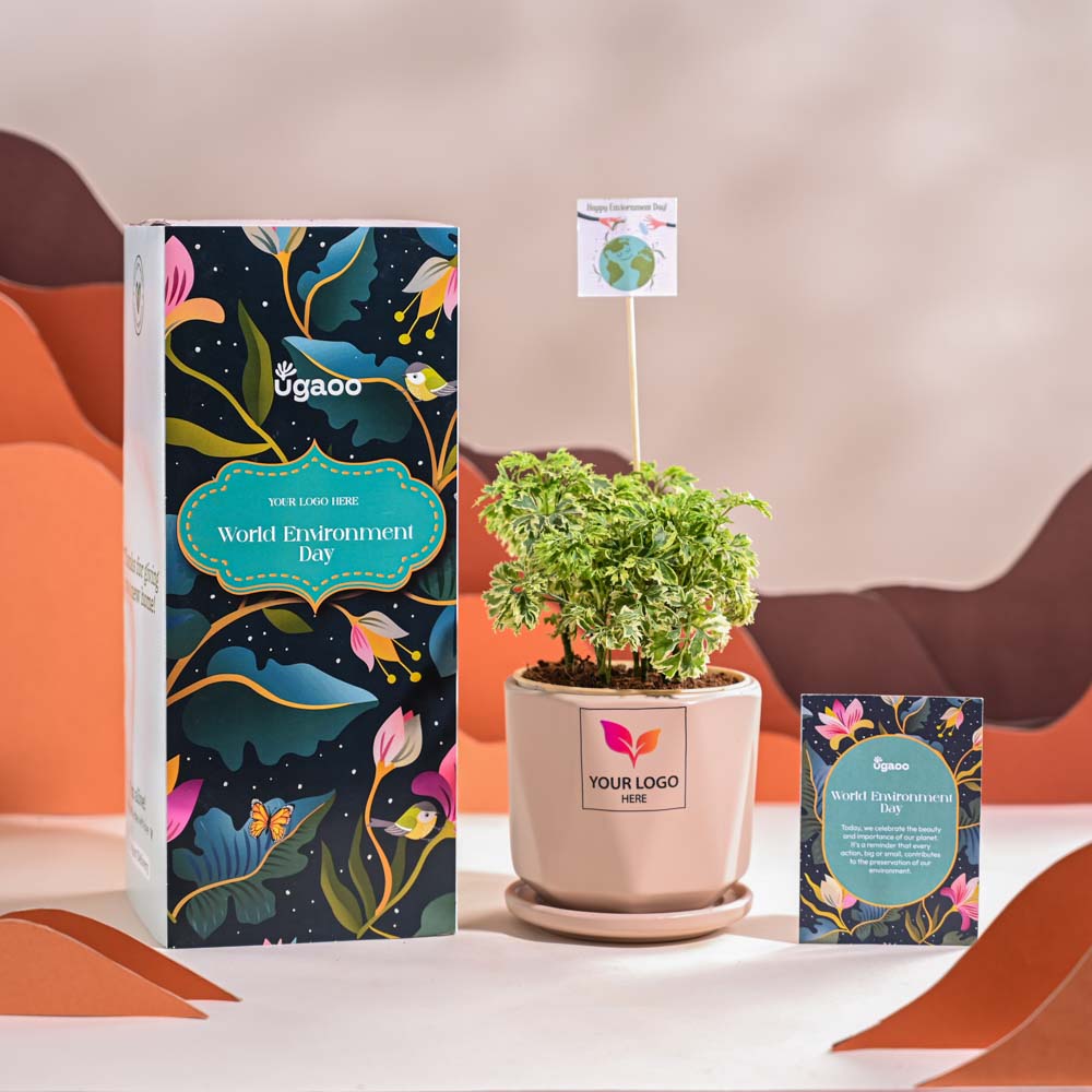 Aralia Variegated Mini Plant For Environment Day Gifting