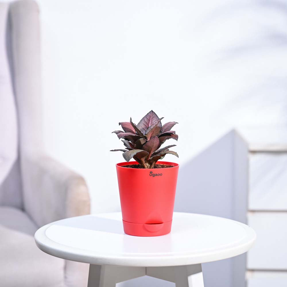 Red Euphorbia Plant