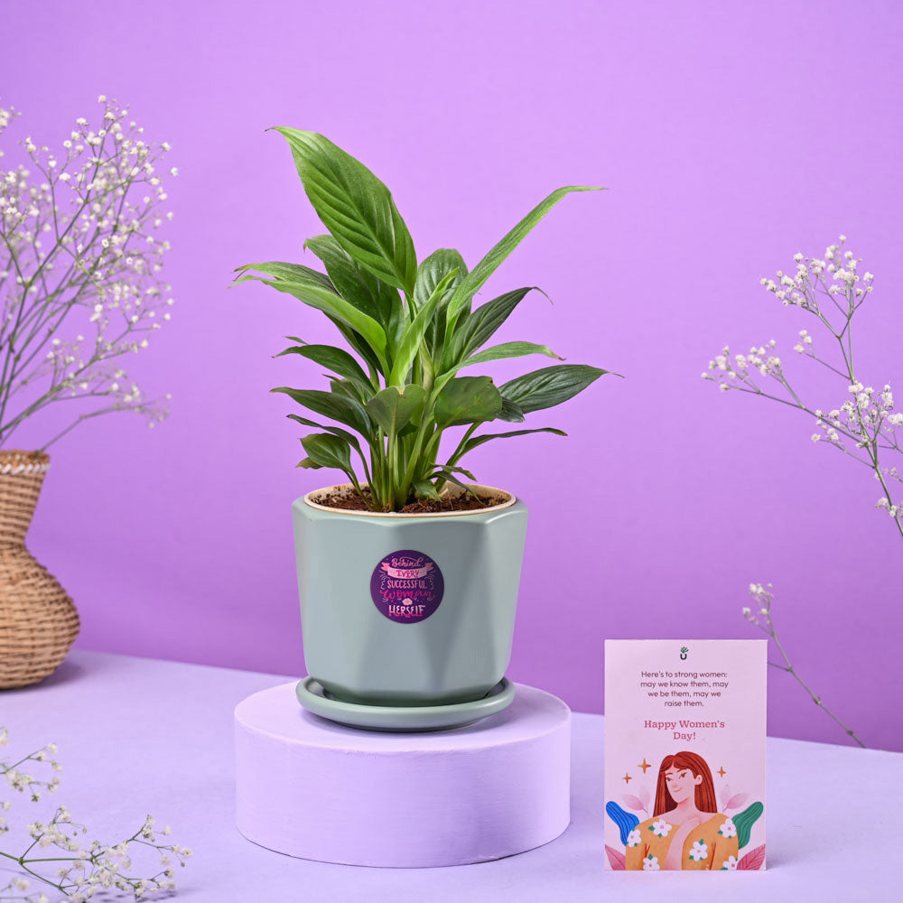 Peace lily in ceramic pot Women's Day Gift