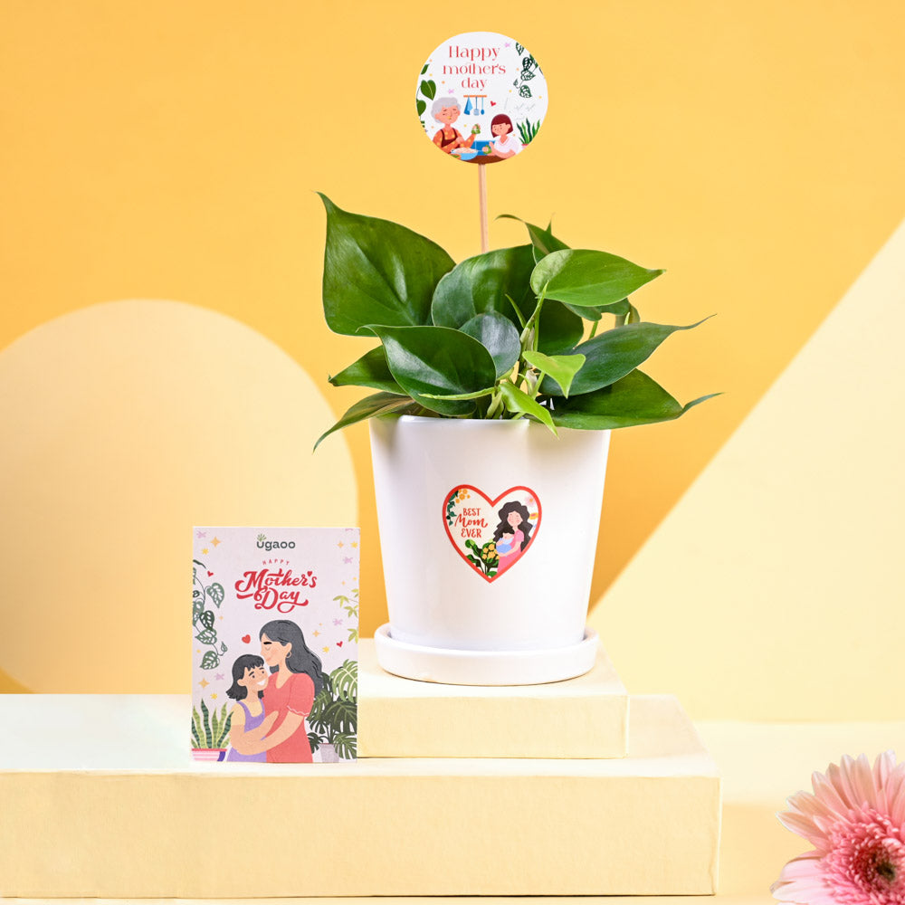 Philodendron Oxycardium Green Plant For Mother's Day Gifting