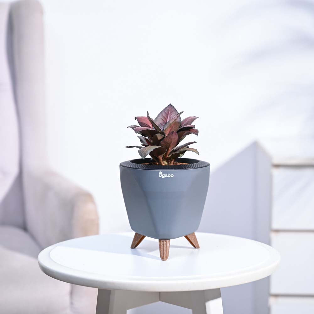 Red Euphorbia Plant