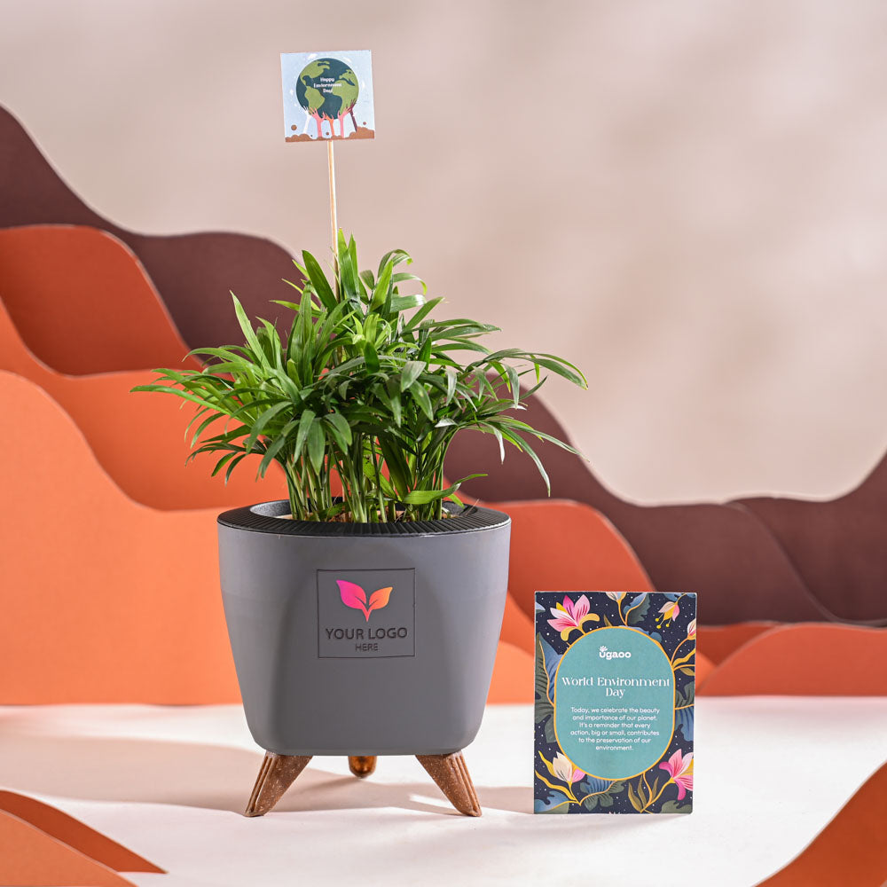 Bamboo Palm Plant For Environment Day Gifting