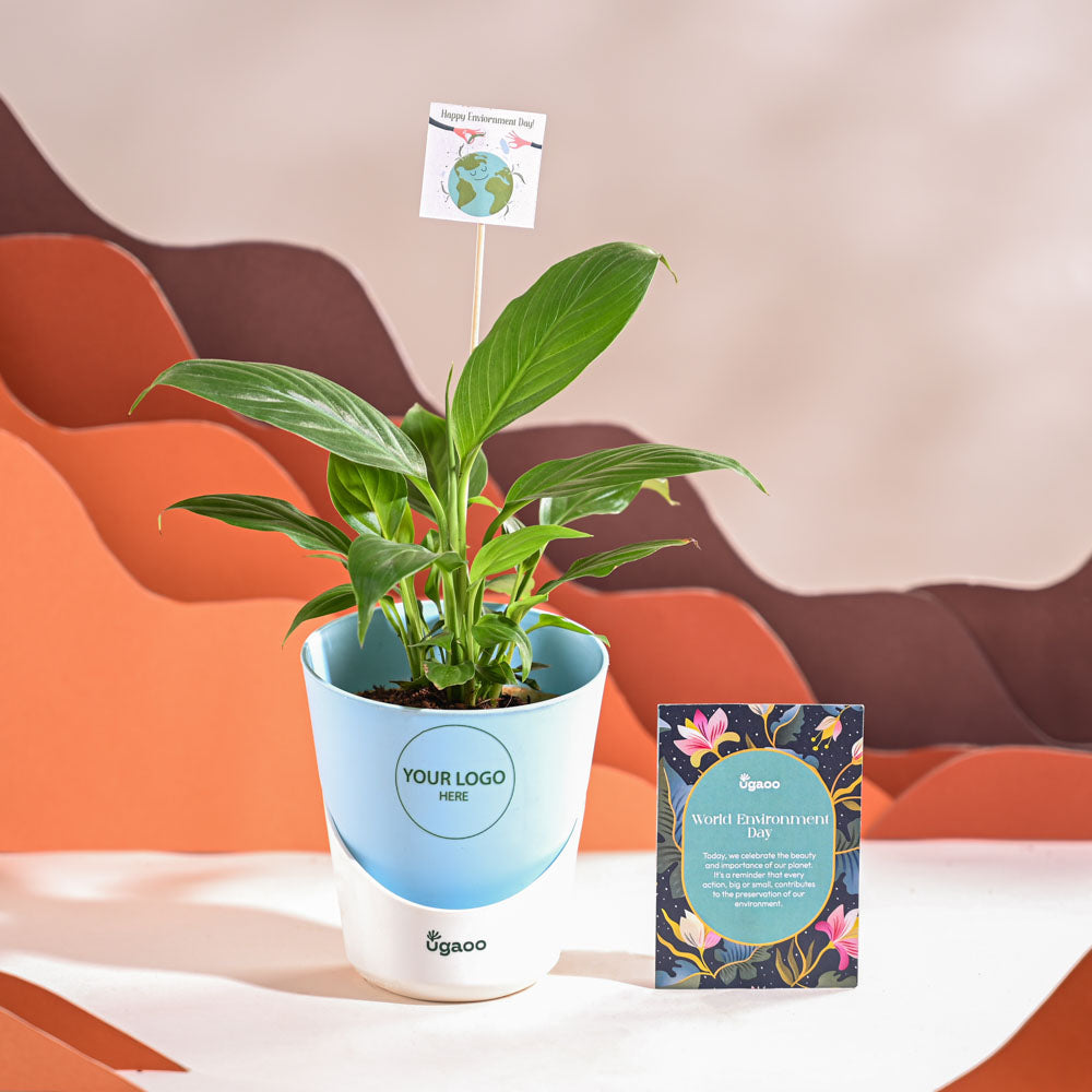 Peace Lily For Environment Day Gifting