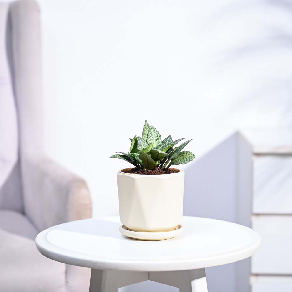 Euphorbia Francoisii Green