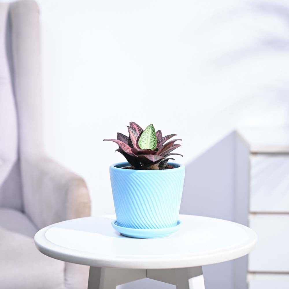 Euphorbia Francoisii Hybrid