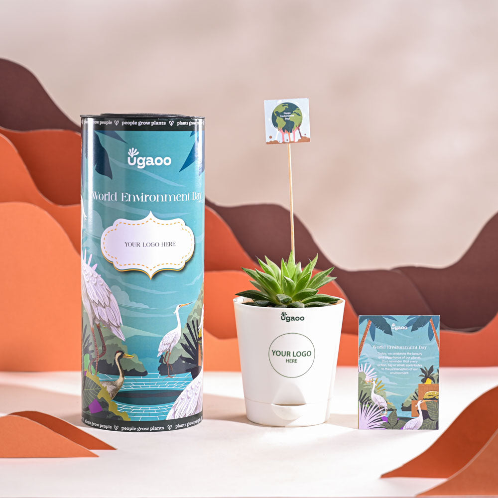 Haworthia Turgida For Environment Day Gifting