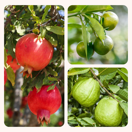 Pomegranate, Lemon, Guava - Combo of 3 Fruit Plants