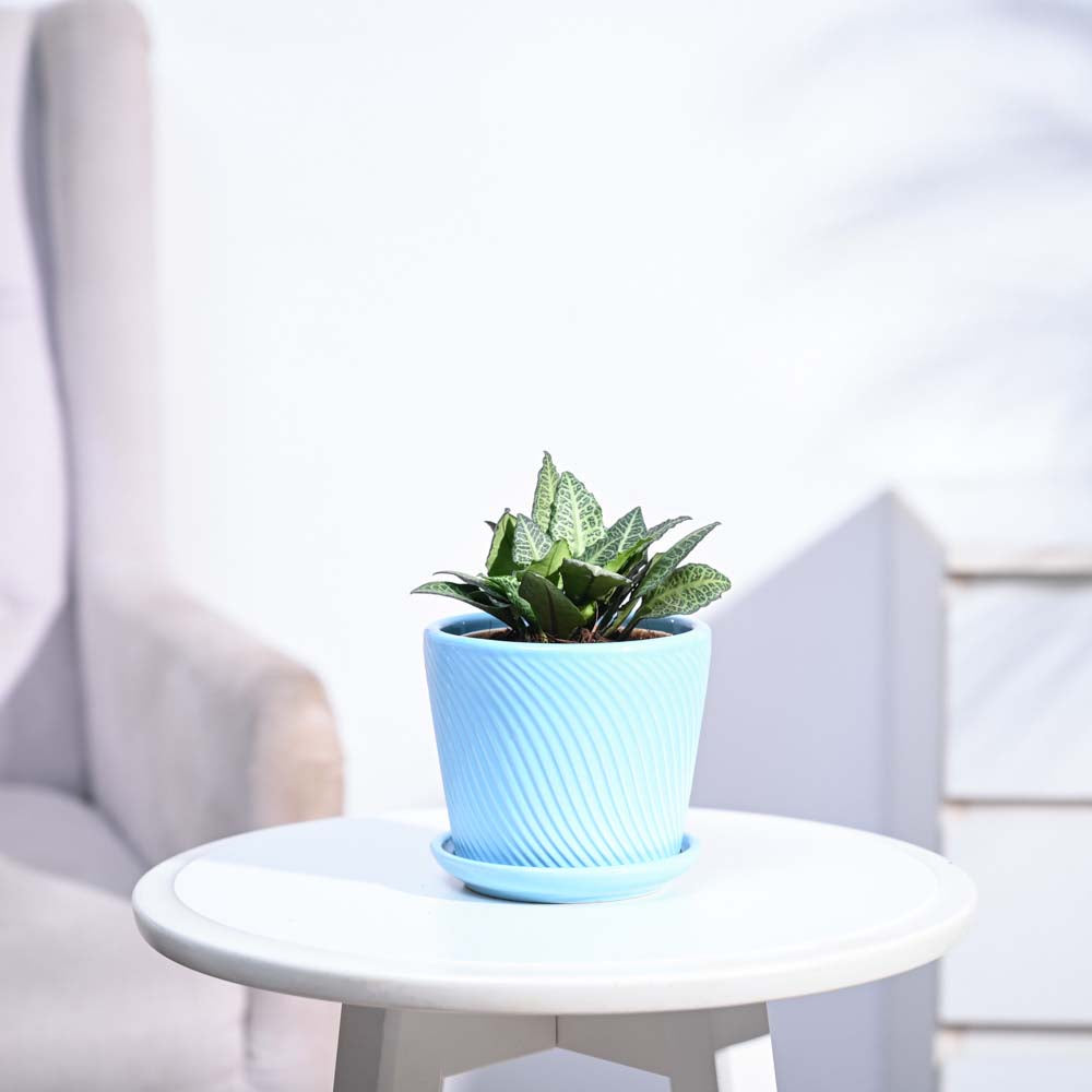 Euphorbia Francoisii Green