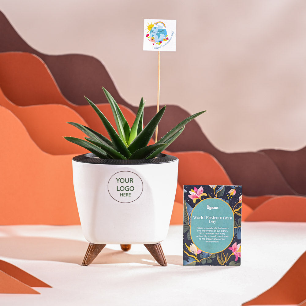 Aloe Vera Green Mini Plant For Environment Day Gifting