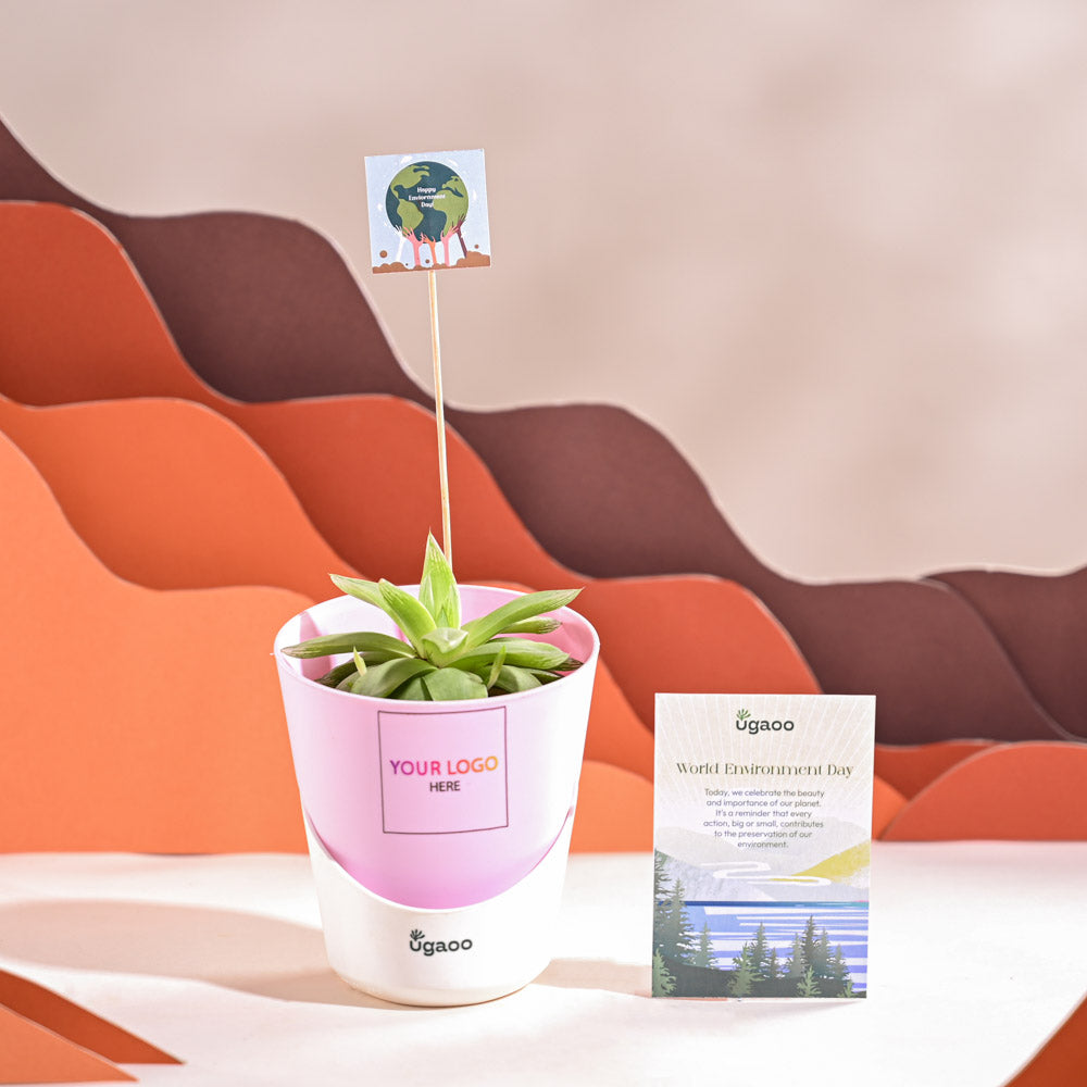 Haworthia Cooperi Fleshy For Environment Day Gifting