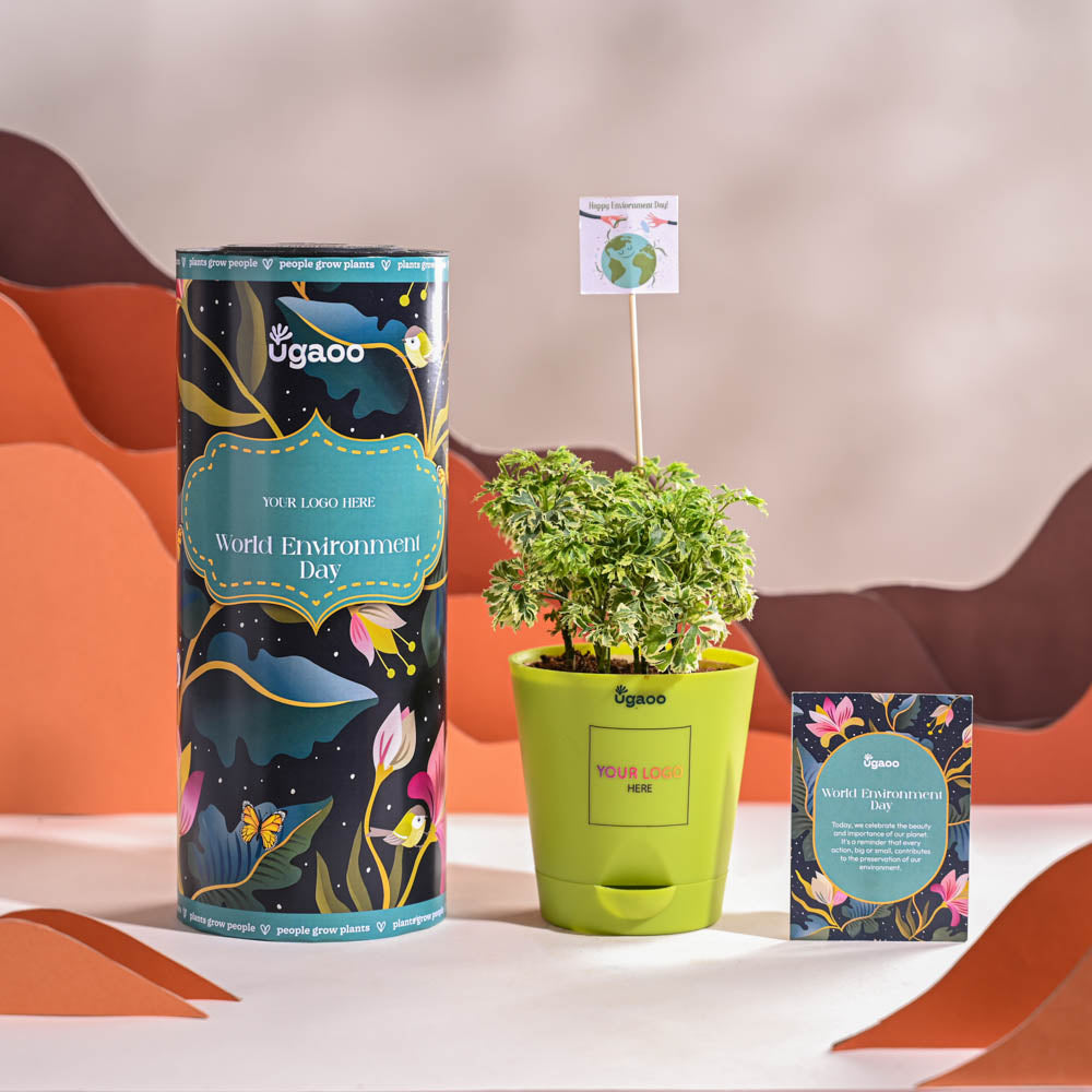 Aralia Variegated Mini Plant For Environment Day Gifting