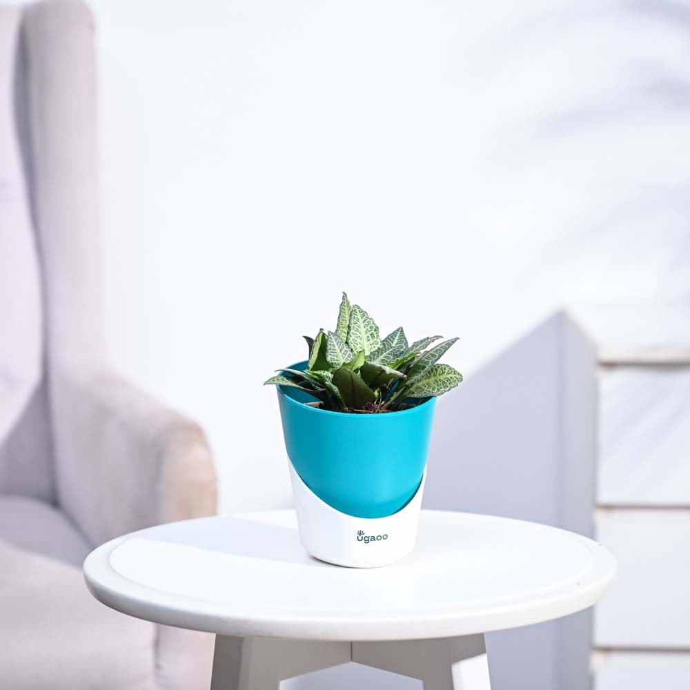 Euphorbia Francoisii Green