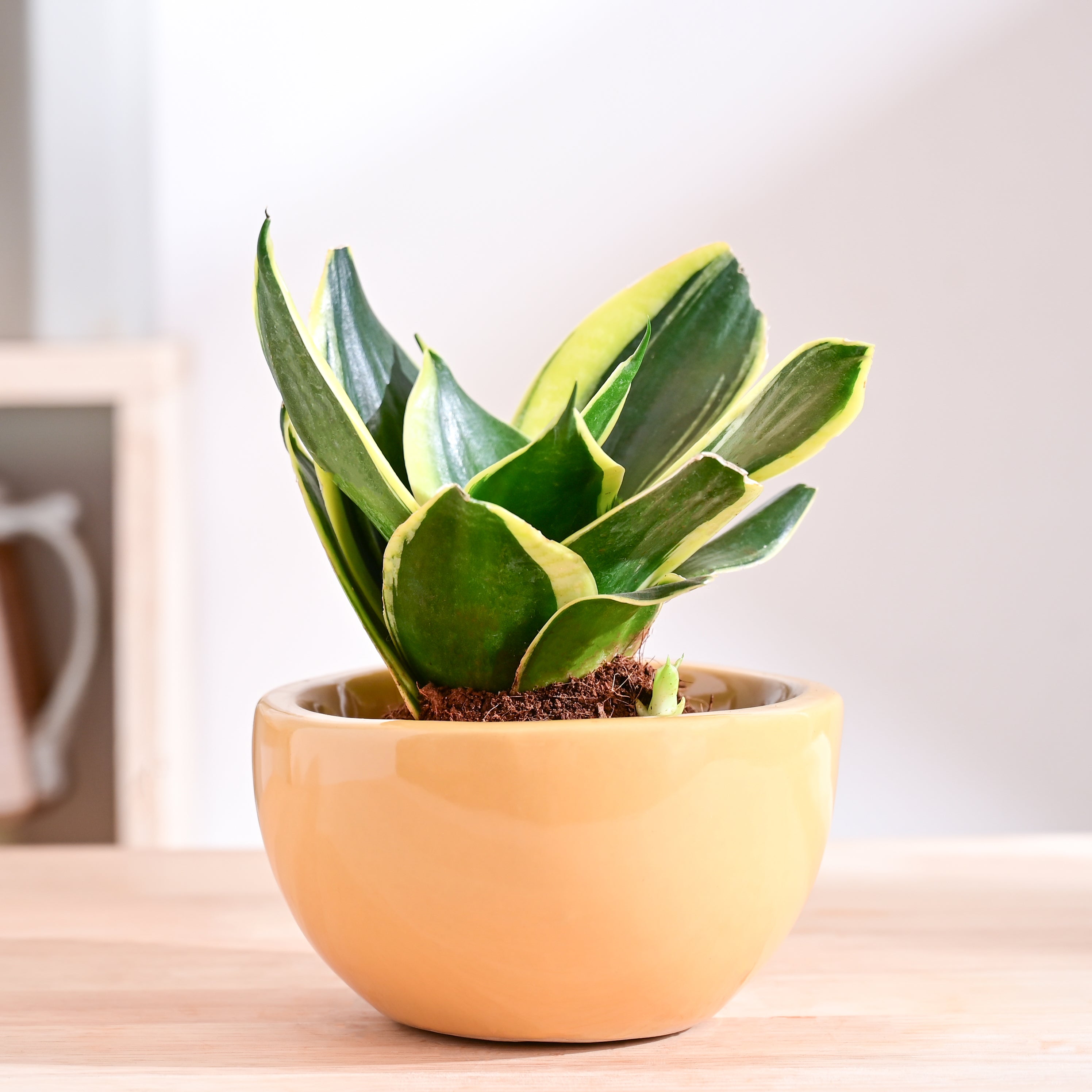 Nature's Hum Fat Ceramic Planter