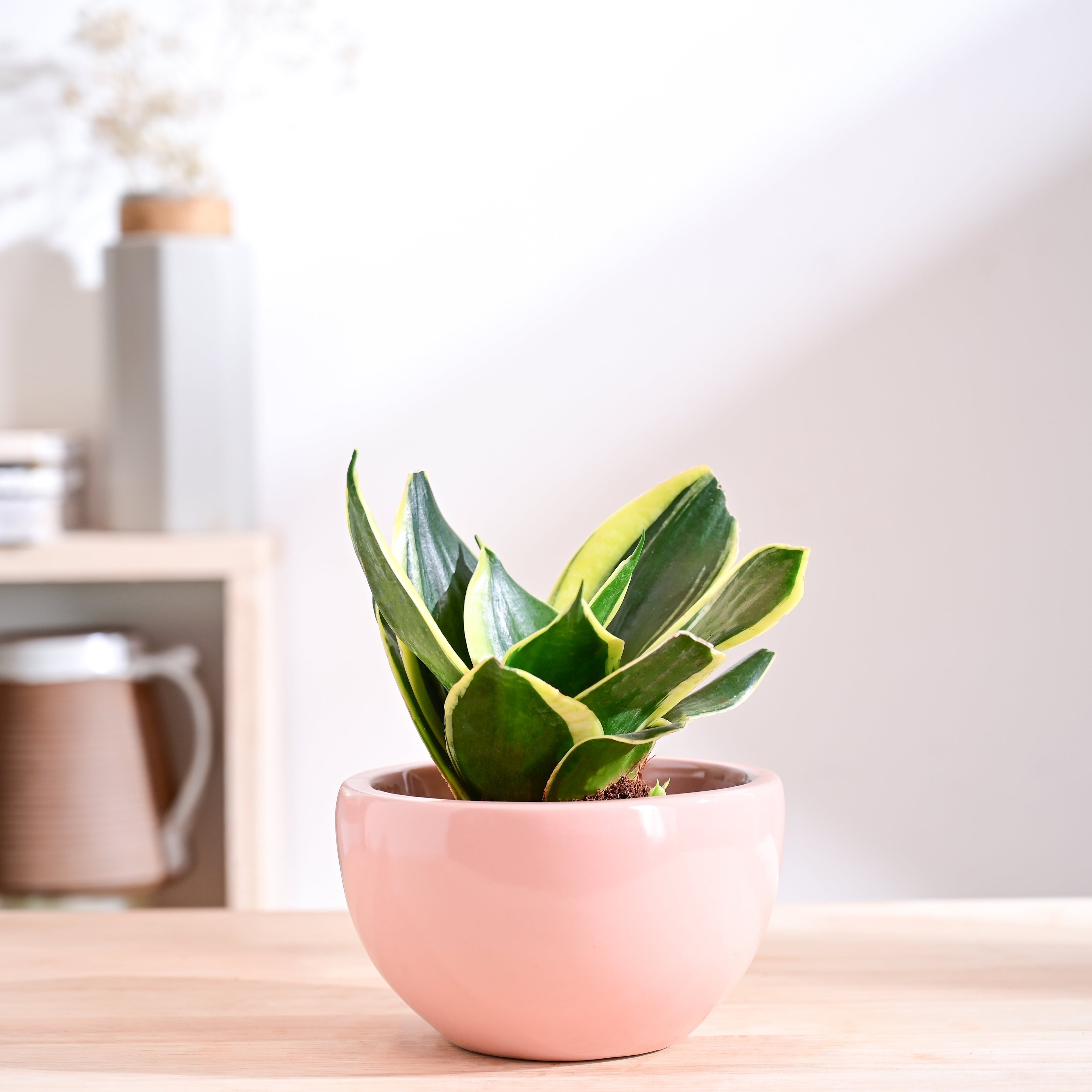 Nature's Hum Fat Ceramic Planter