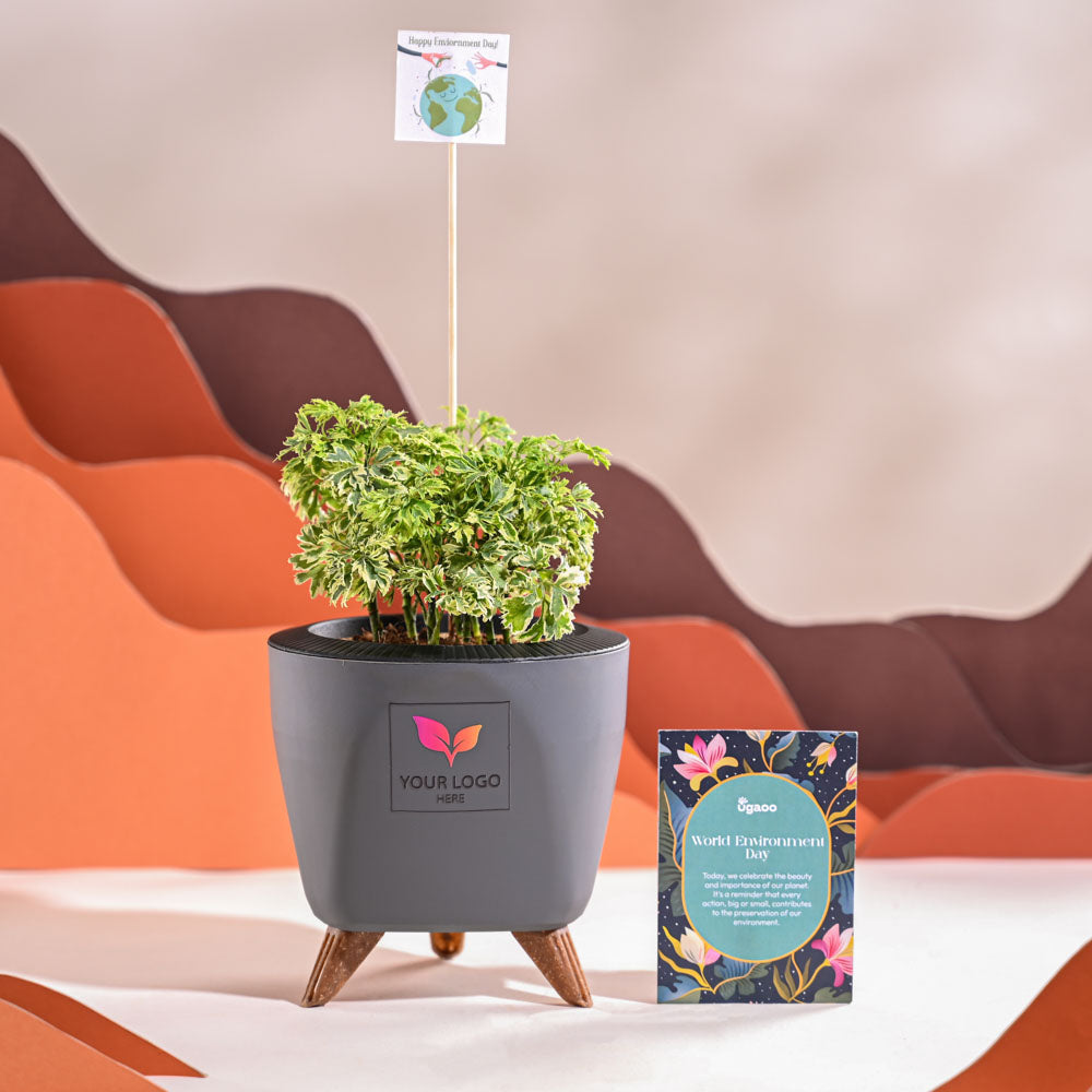 Aralia Variegated Mini Plant For Environment Day Gifting