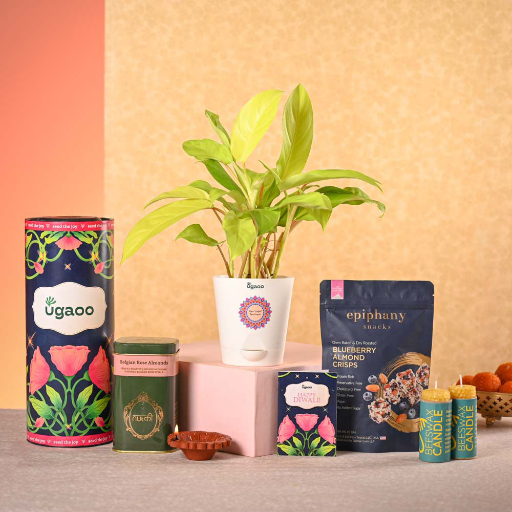 Philodendron Ceylon & Smoor Gift Hamper