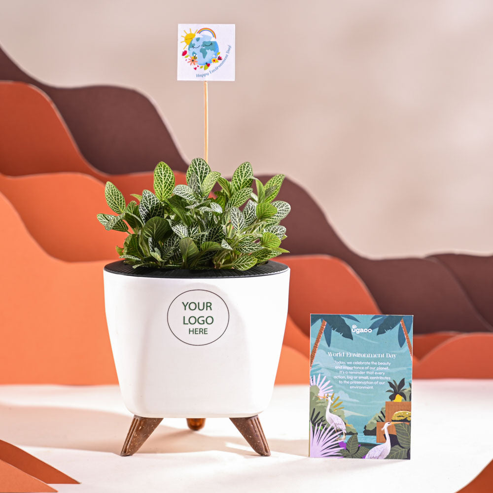 Fittonia Green Plant (Nerve Plant) For Environment Day Gifting