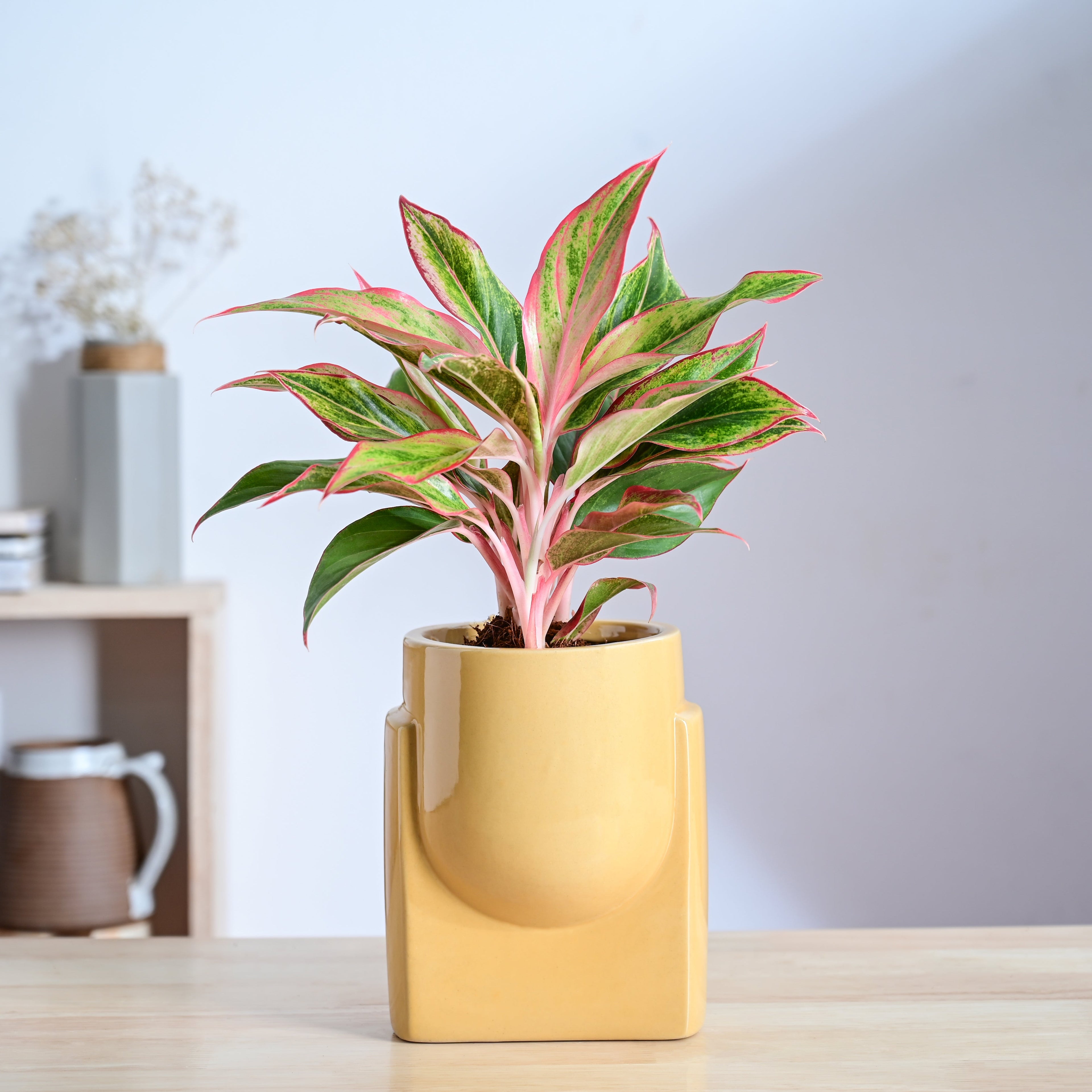 Cats are Gods Ceramic Planter