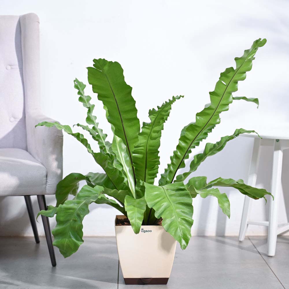Bird's Nest Fern XL