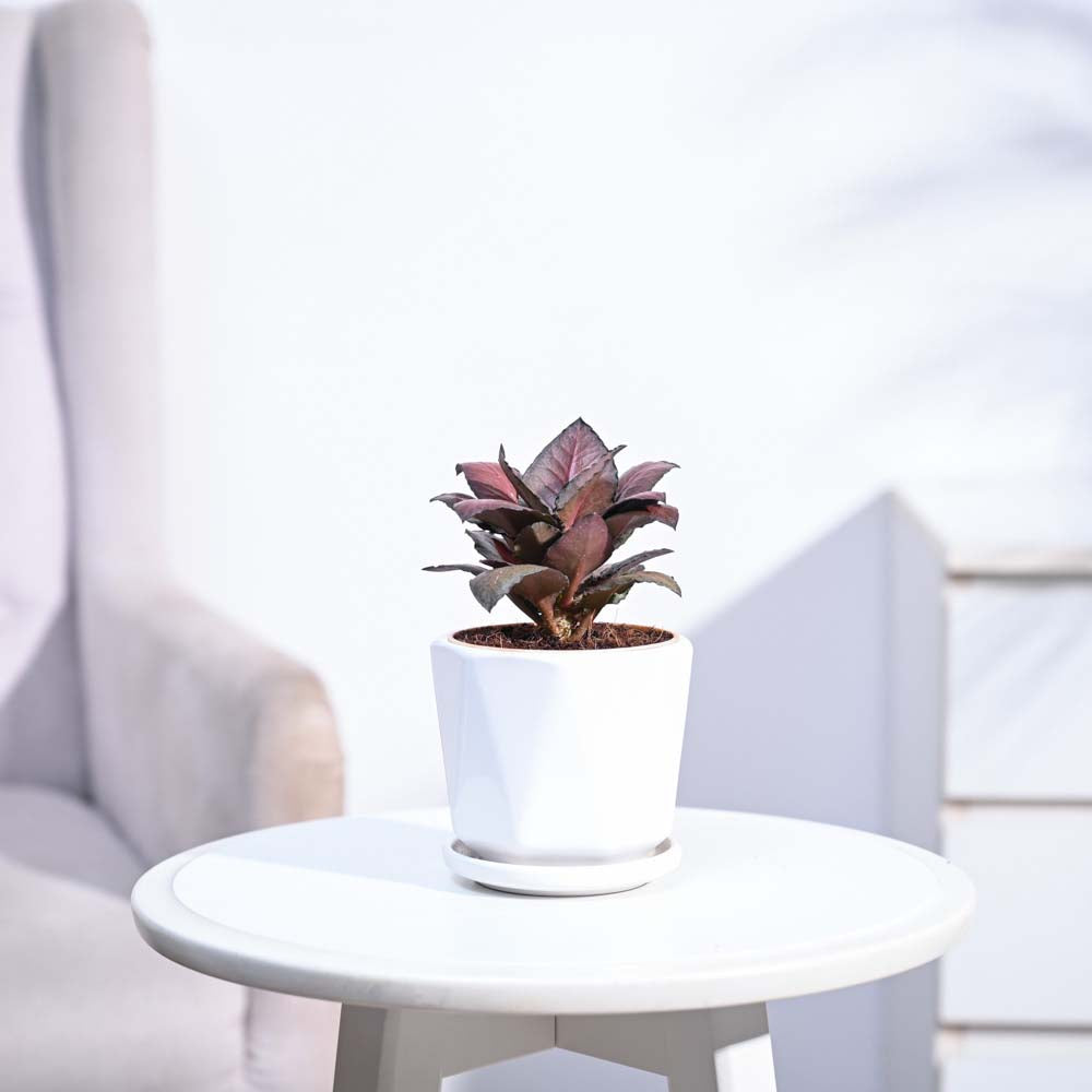 Red Euphorbia Plant