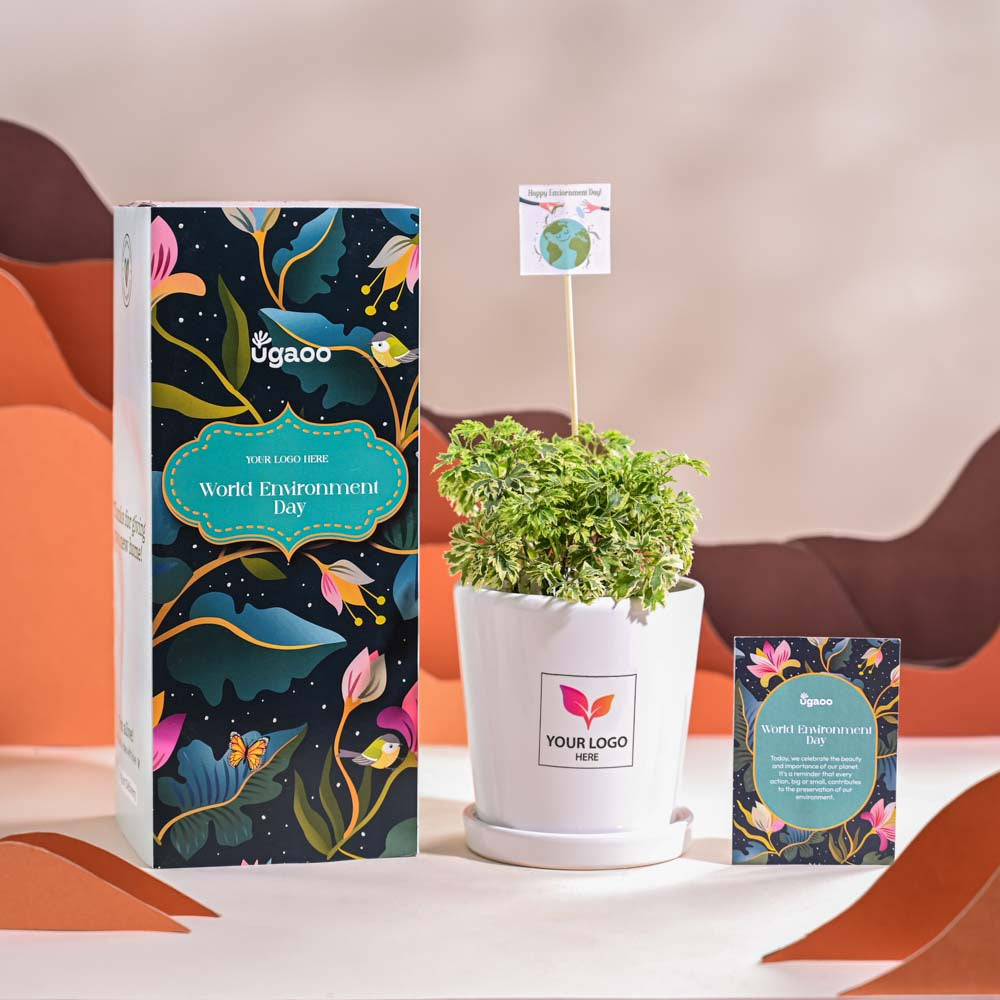 Aralia Variegated Mini Plant For Environment Day Gifting