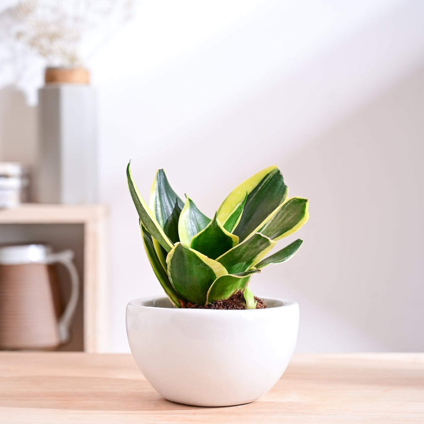 Nature's Hum Fat Ceramic Planter