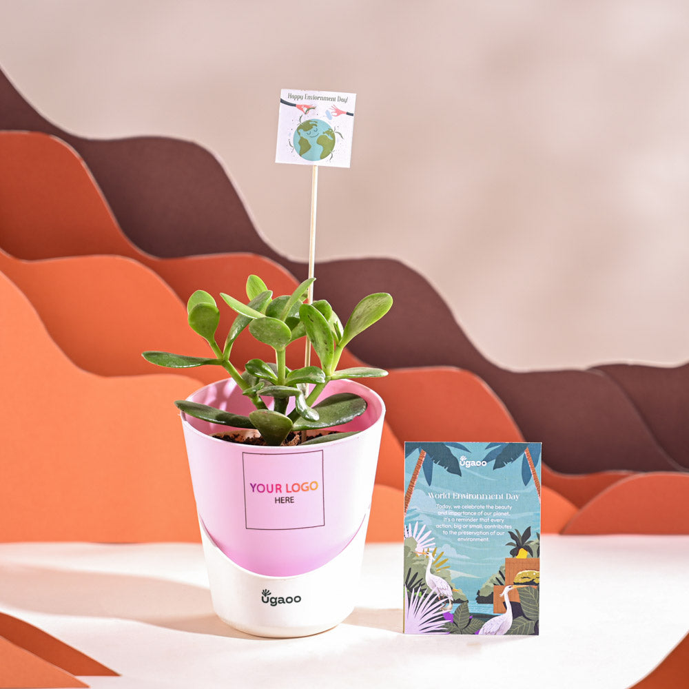 Crassula Ovata Plant For Environment Day Gifting