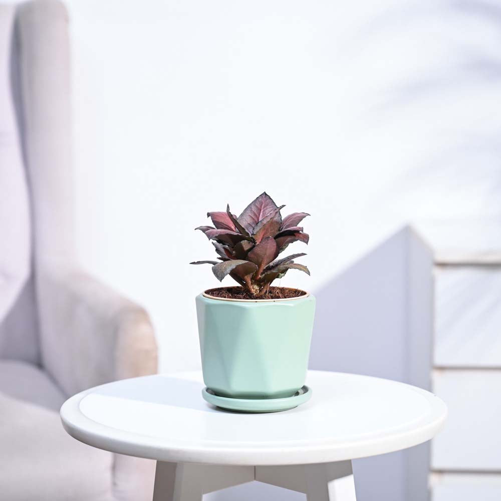 Red Euphorbia Plant