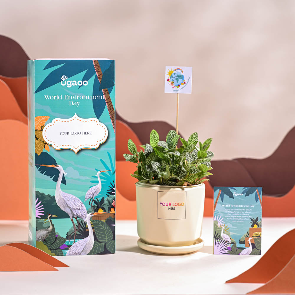 Fittonia Green Plant (Nerve Plant) For Environment Day Gifting