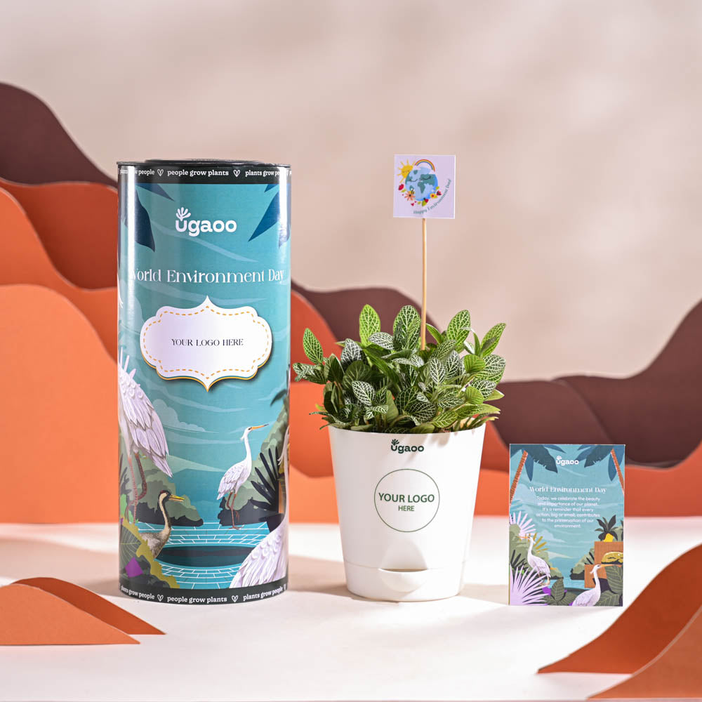 Fittonia Green Plant (Nerve Plant) For Environment Day Gifting