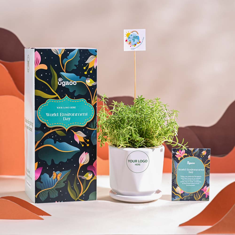Golden Sedum Plant For Environment Day Gifting