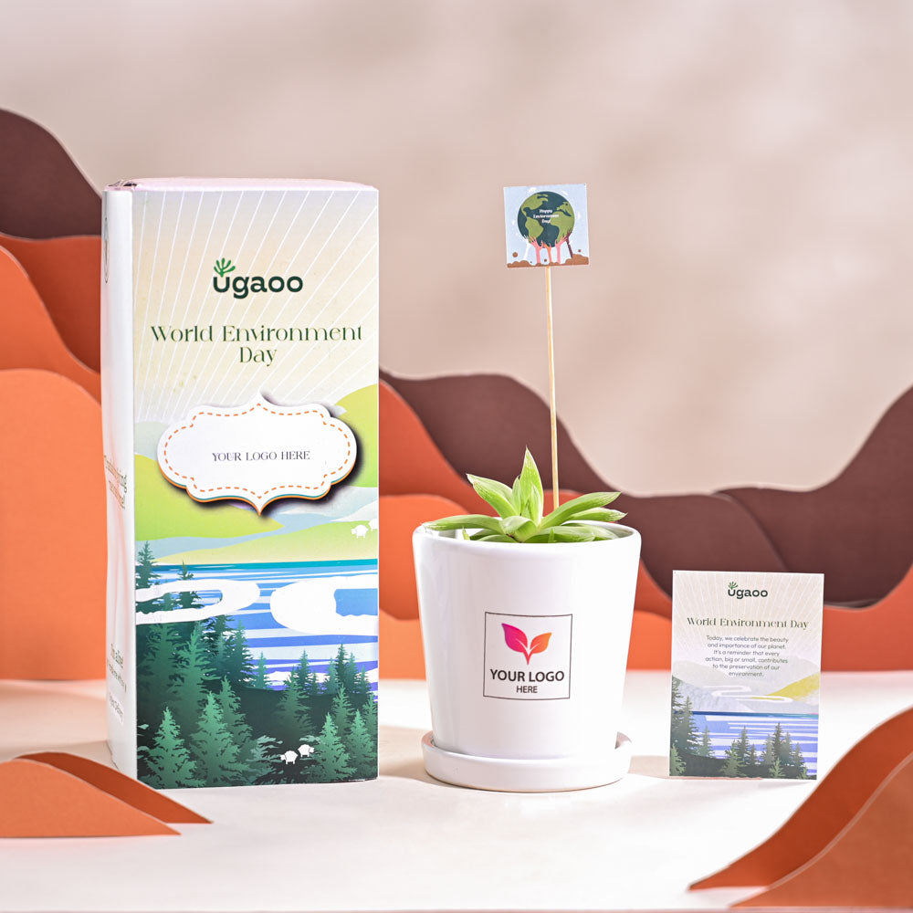 Haworthia Cooperi Fleshy For Environment Day Gifting