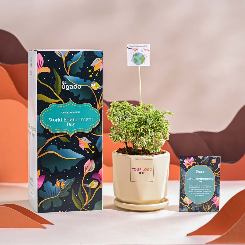 Aralia Variegated Mini Plant For Environment Day Gifting