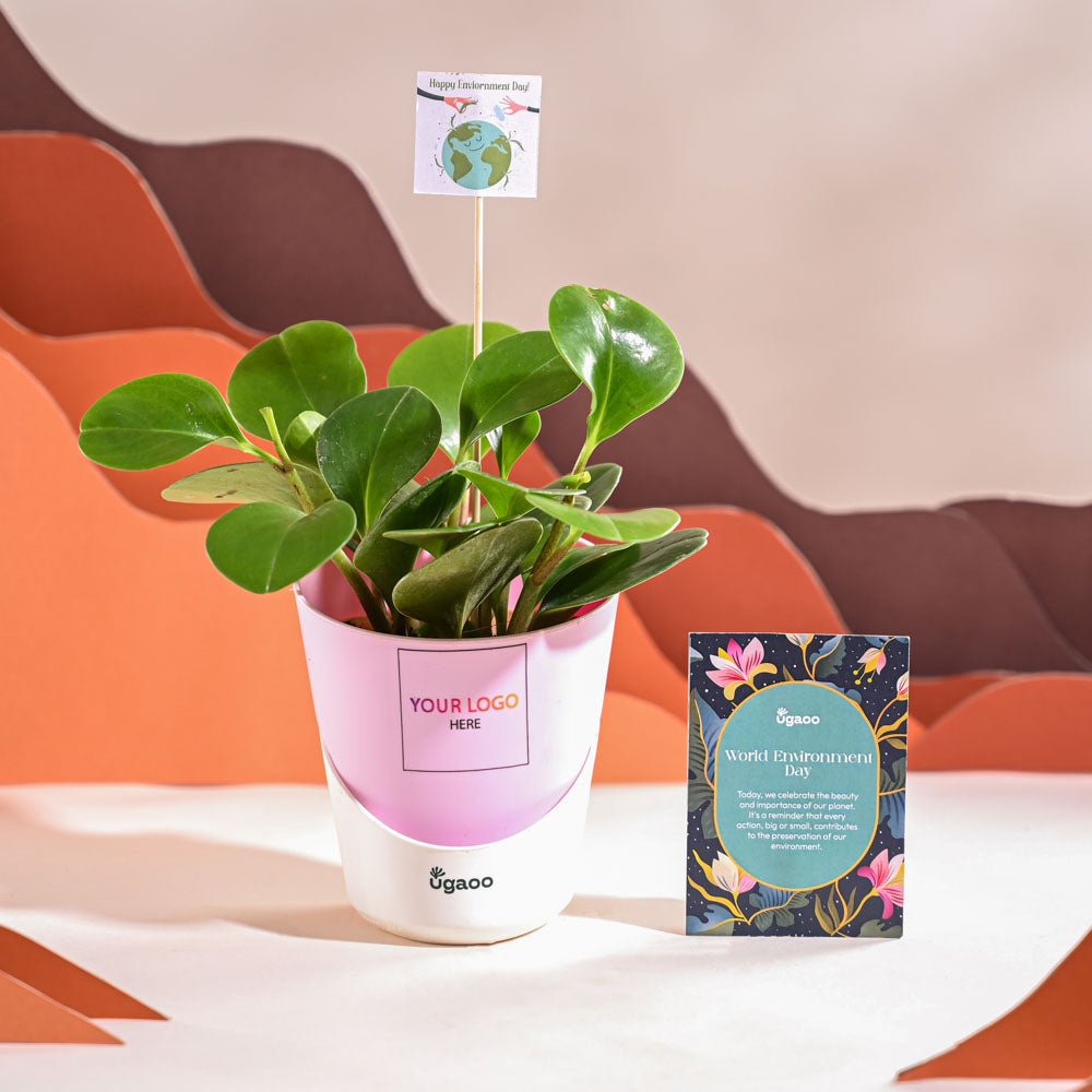 Peperomia Green Plant For Environment Day Gifting