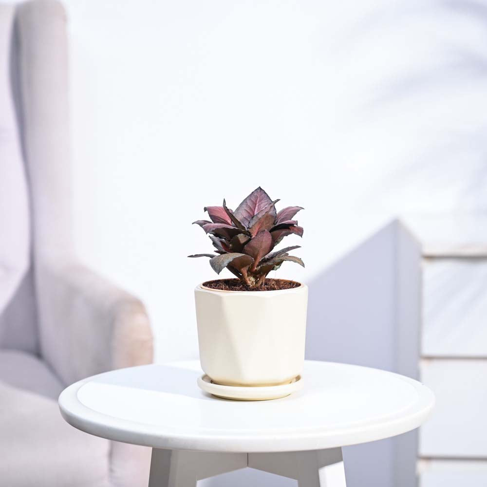 Red Euphorbia Plant