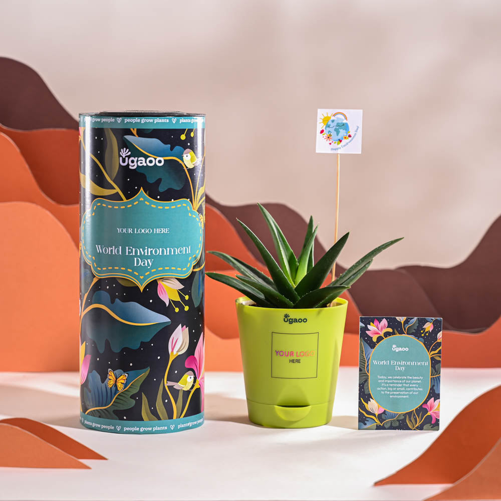 Aloe Vera Green Mini Plant For Environment Day Gifting