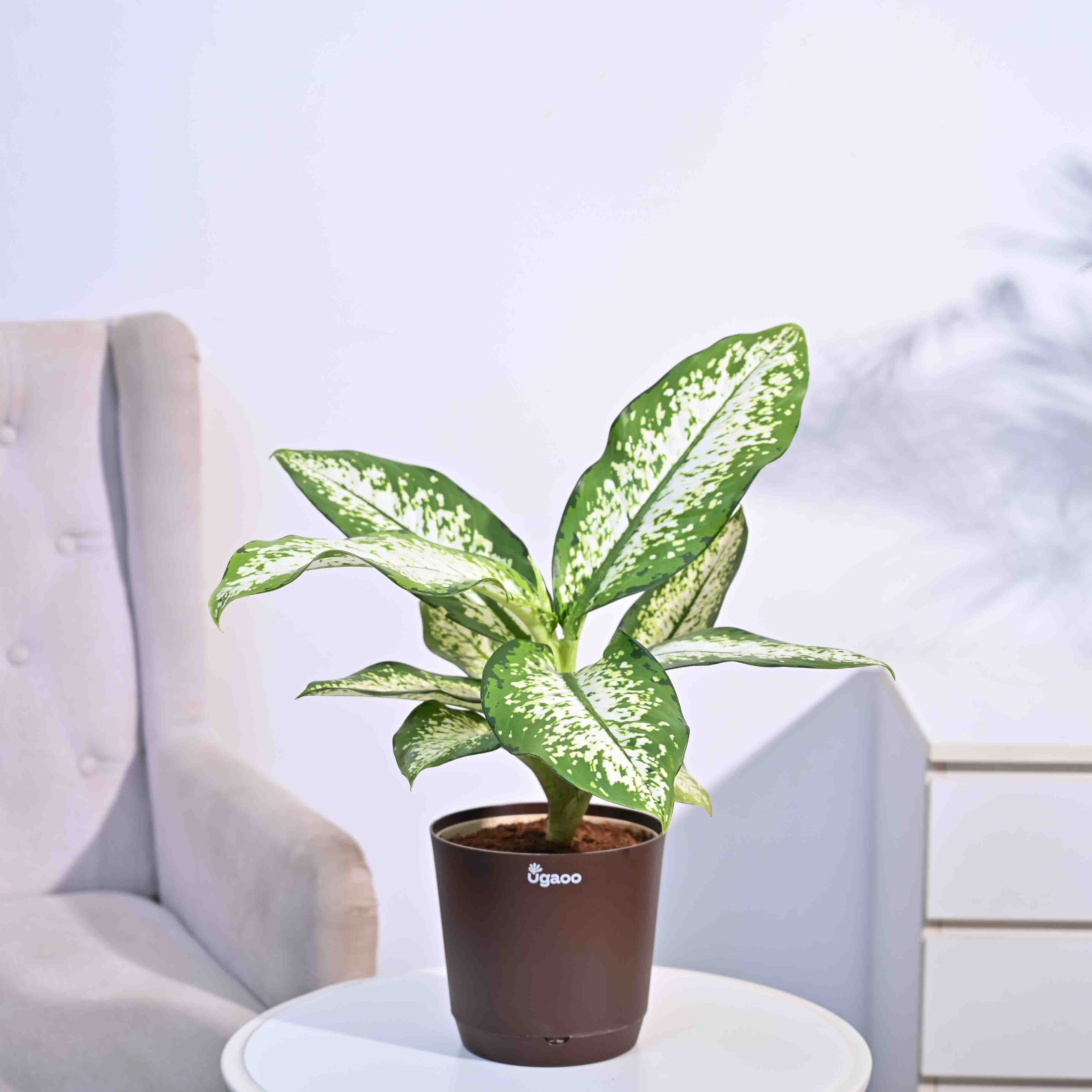 Dieffenbachia Delilah - Large