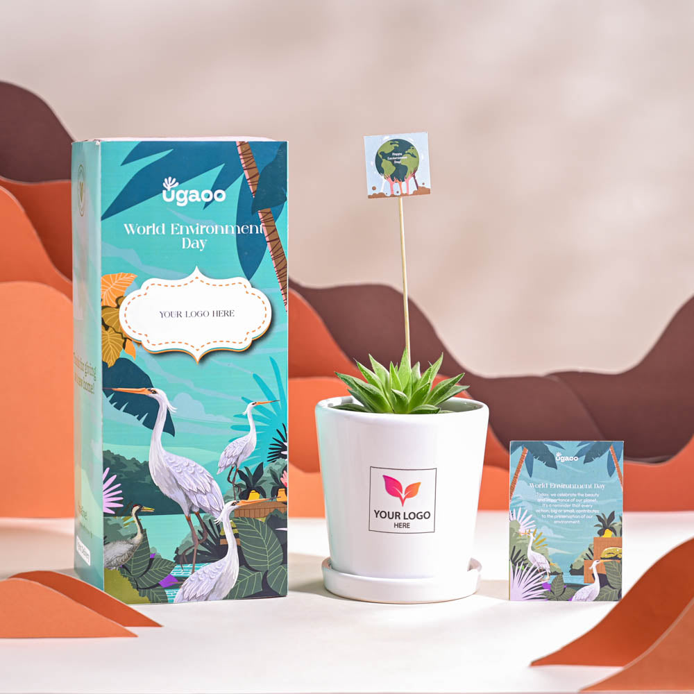 Haworthia Turgida For Environment Day Gifting