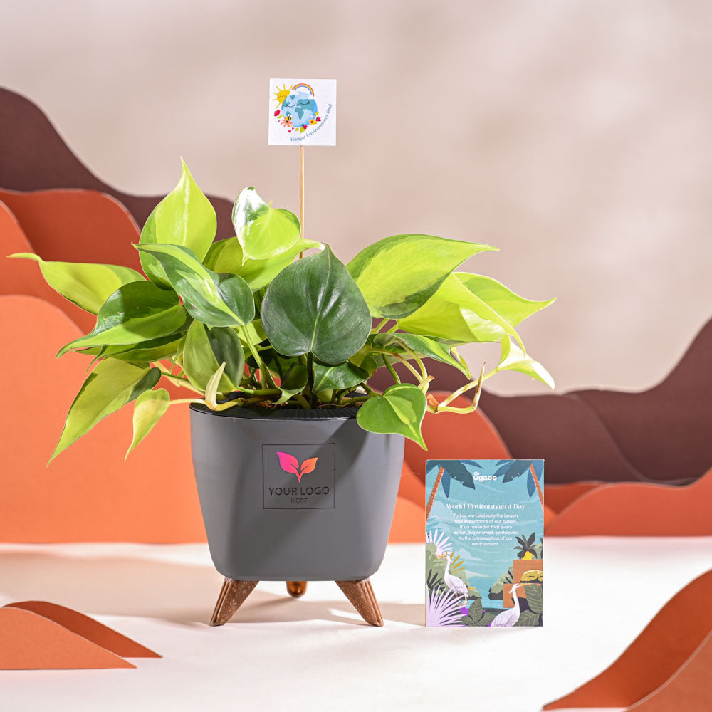 Philodendron Brasil Plant For Environment Day Gifting