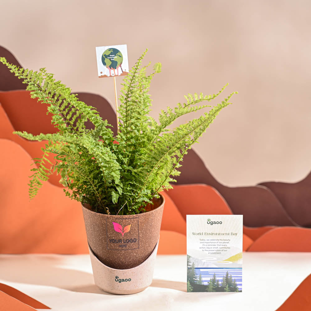 Fern Morpankhi For Environment Day Gifting