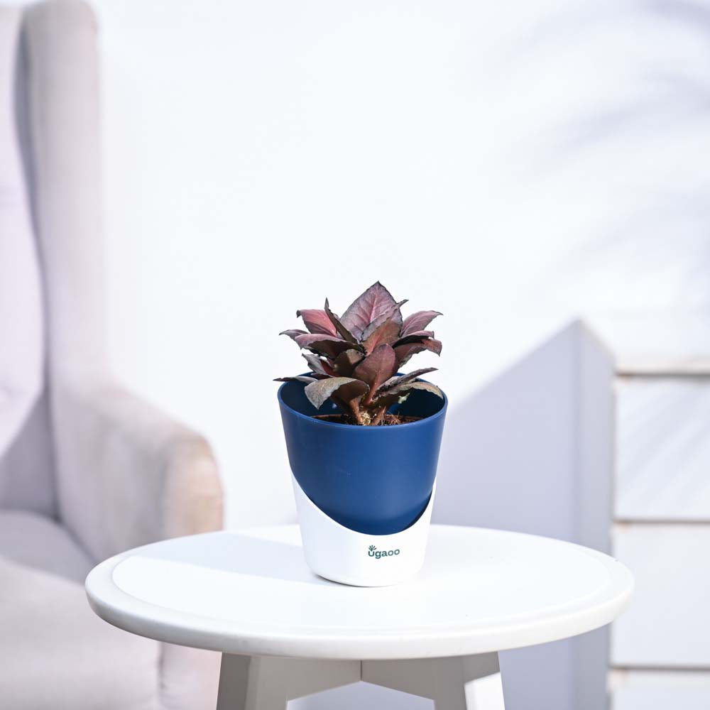 Red Euphorbia Plant