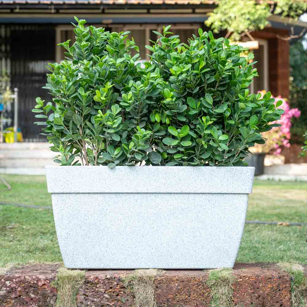 Barca Rectangle Planter