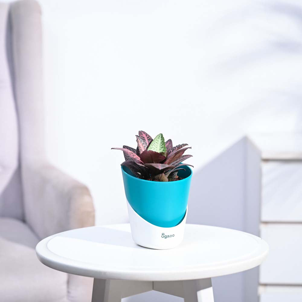 Euphorbia Francoisii Hybrid