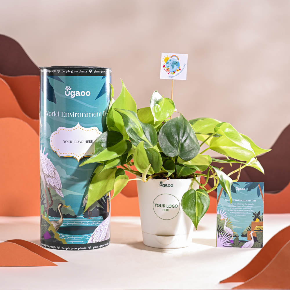 Philodendron Brasil Plant For Environment Day Gifting