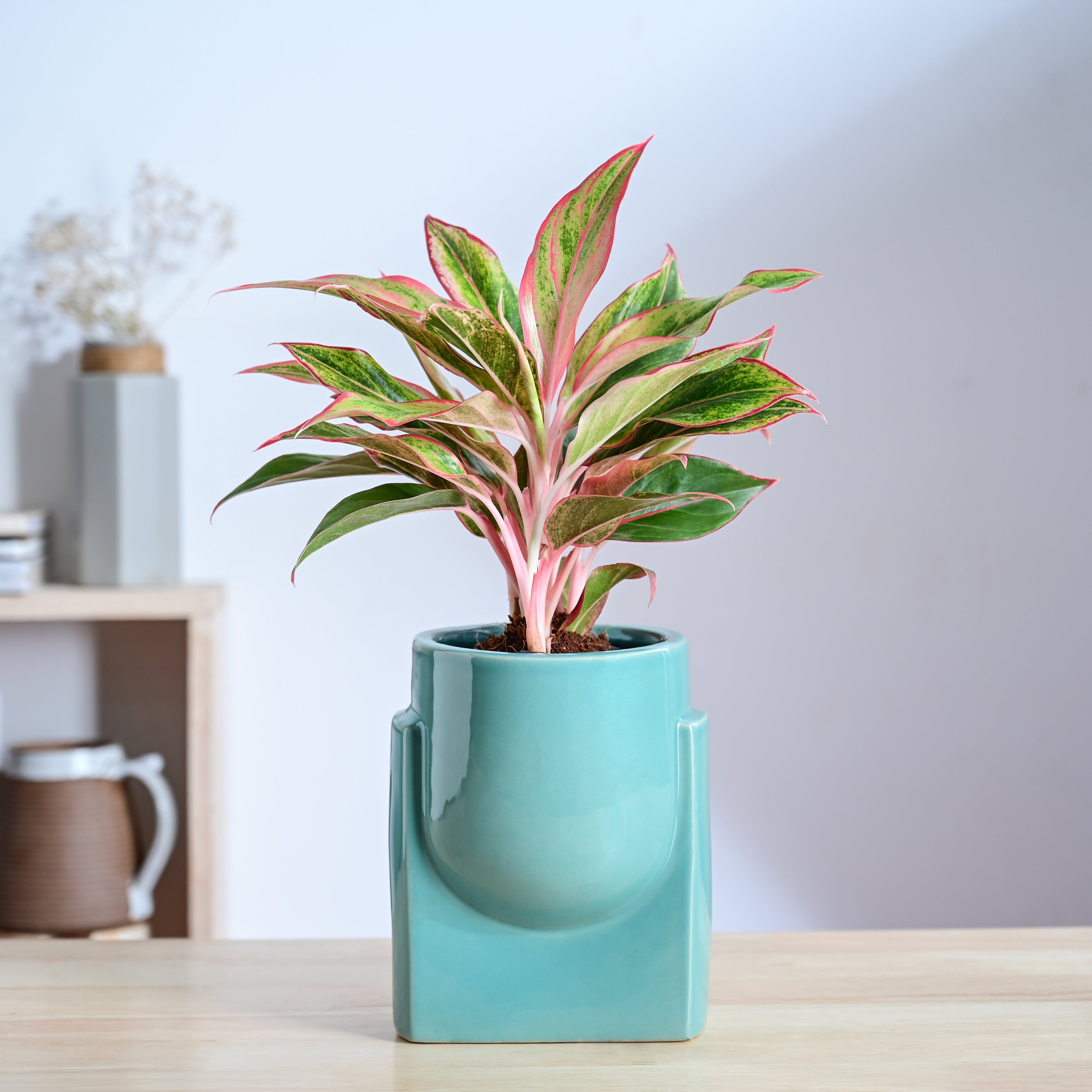 Cats are Gods Ceramic Planter