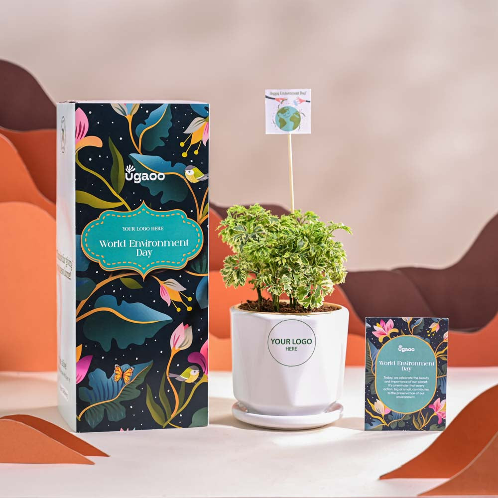 Aralia Variegated Mini Plant For Environment Day Gifting